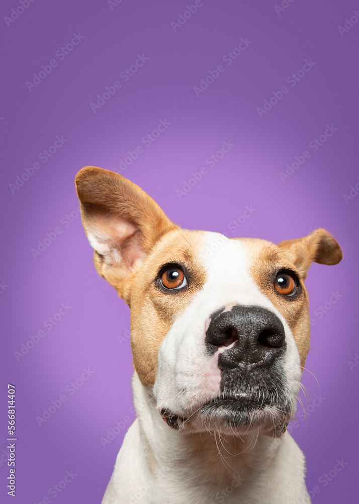 Dog funny in a violet background