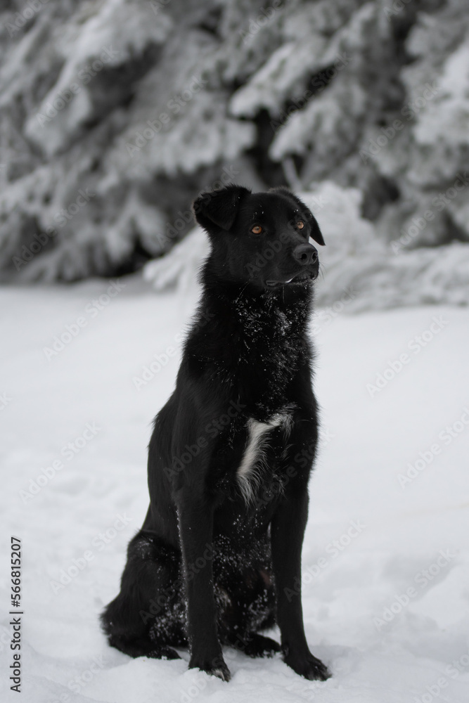 Naklejka premium Un magnifique chien de race berger blanc suisse dans la neige en hiver