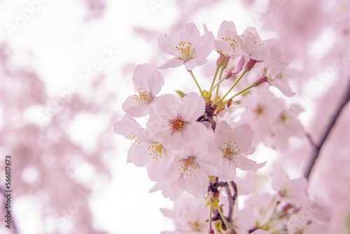 Pink Cherry Blossum Sakura, low clarity