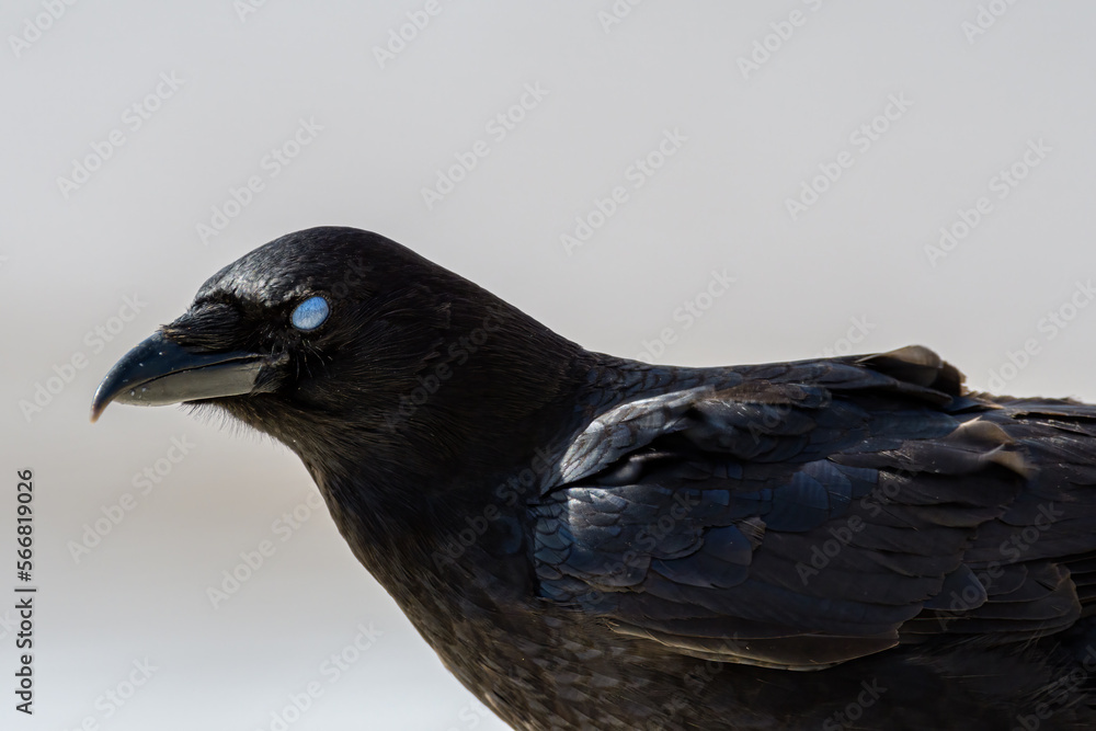 American Crow with third eyelid closed