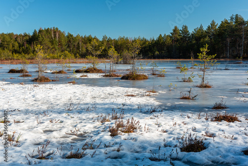 Wallpaper Mural snowy winter morning in a swamp with frozen lakes Torontodigital.ca
