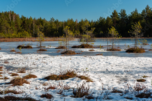 Wallpaper Mural snowy winter morning in a swamp with frozen lakes Torontodigital.ca