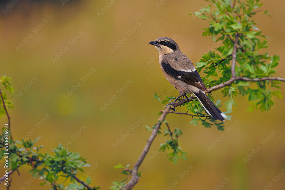 Alcaudón real -lanius meridionalis Alcaudón real -lanius meridionalis