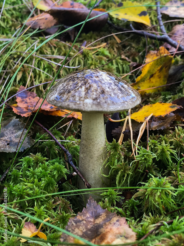 Fototapeta premium Mushroom in the forest, in the grass. Natural background. Healthy vegetarian food. Mushroom picking season. Delicious, natural food.