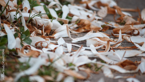 Blurry spring background with fallen white petals
