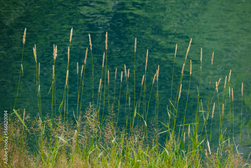 sunny spring nature background - Blurry organic green landscape with grass and  small plants