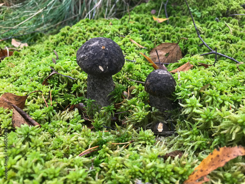 Mushroom in the forest, in the grass. Natural background. Healthy vegetarian food. Mushroom picking season. Delicious, natural food.