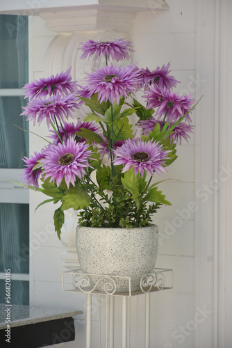 Purple daisies adorn a white decorative pot in a luxury home style. Beautiful purple flowers blossom decorated in white home depot at home balcony.
