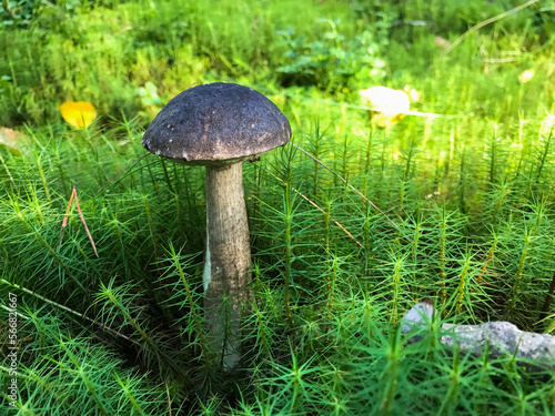 Mushroom in the forest, in the grass. Natural background. Healthy vegetarian food. Mushroom picking season. Delicious, natural food.
