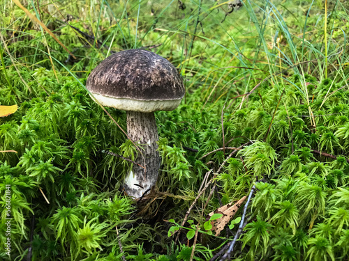 Mushroom in the forest, in the grass. Natural background. Healthy vegetarian food. Mushroom picking season. Delicious, natural food.