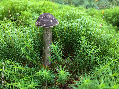 Mushroom in the forest, in the grass. Natural background. Healthy vegetarian food. Mushroom picking season. Delicious, natural food.