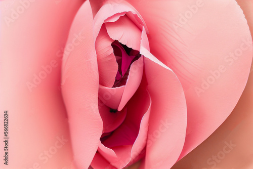 Closeup of rose petals, vulva shape, delicate pink flower, concept of feminine vulvar health and vulvodynia, generative ai photo