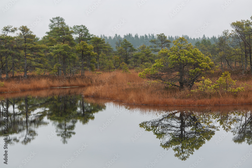 autumn landscapes of swamp lakes autumn landscapes of swamp lakes