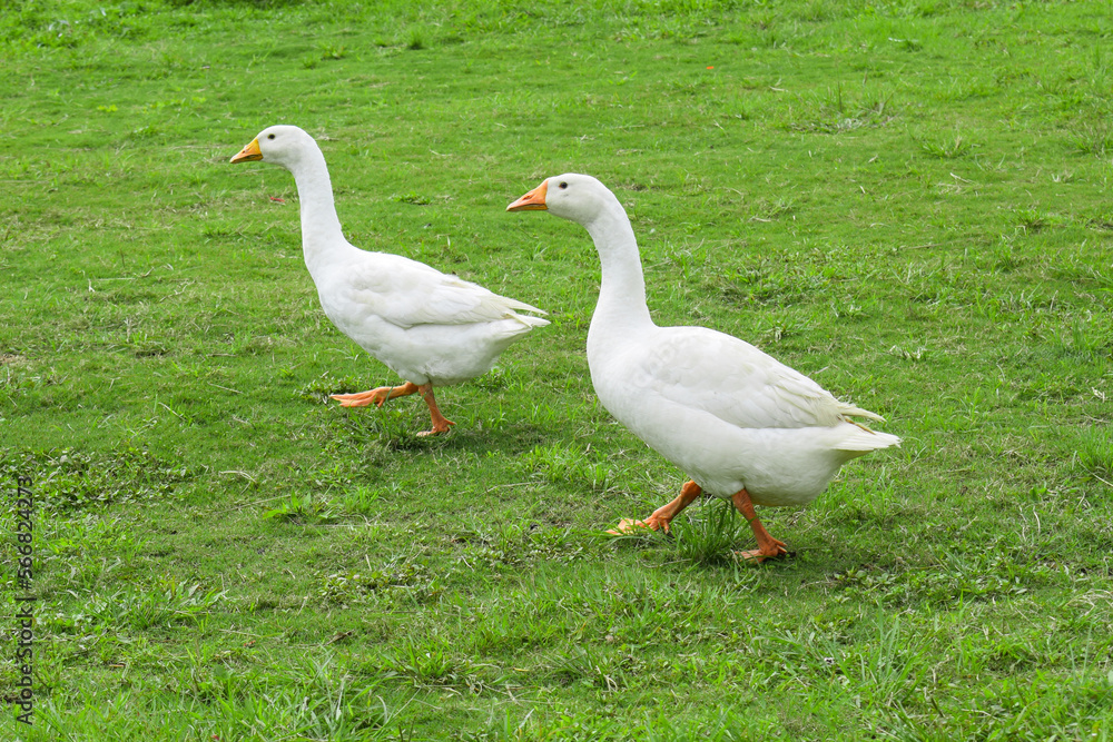 White goose standing on the green grass on the farm. White goose standing on the green grass on the farm.