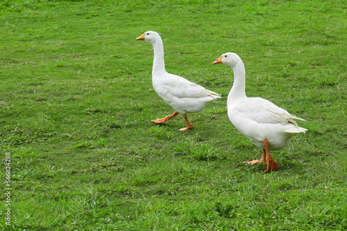 White goose standing on the green grass on the farm.
