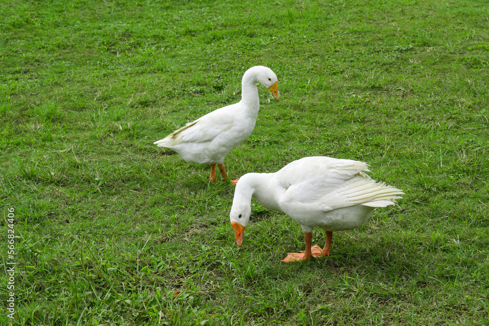 White goose standing on the green grass on the farm. White goose standing on the green grass on the farm.