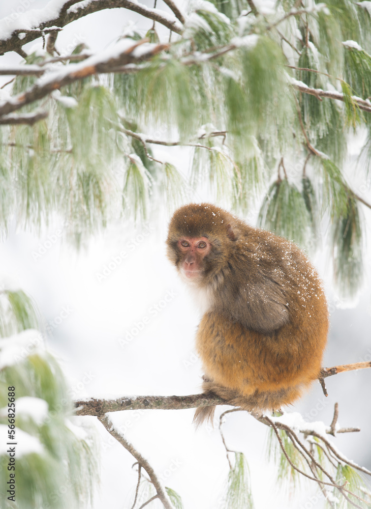 Rhesus Macaque in Forest in Snowfall