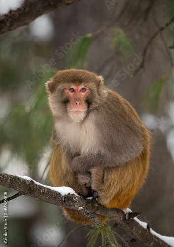 Rhesus macaque in Forest  © tahir