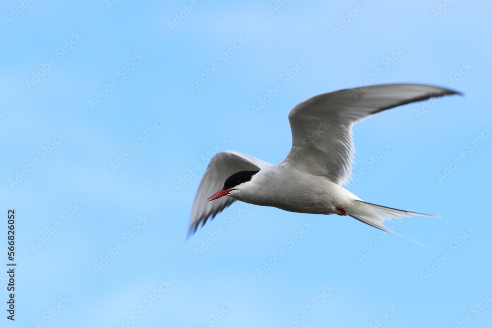 Fototapeta premium Arctic tern