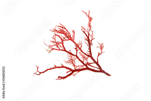 Rhodophyta red algae branch isolated transparent png