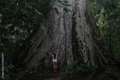 Mulher ao lado de sumaúma de 380 anos em alta floresta, Mato grosso, sul da Amazônia  photo