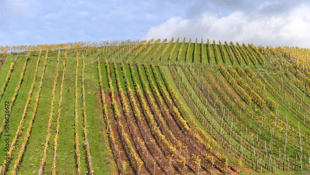 Herbstlicher Weinberg mit langen Reihen vor blauem Himmel