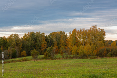 Forest in Autumn With Yellow Leaves
