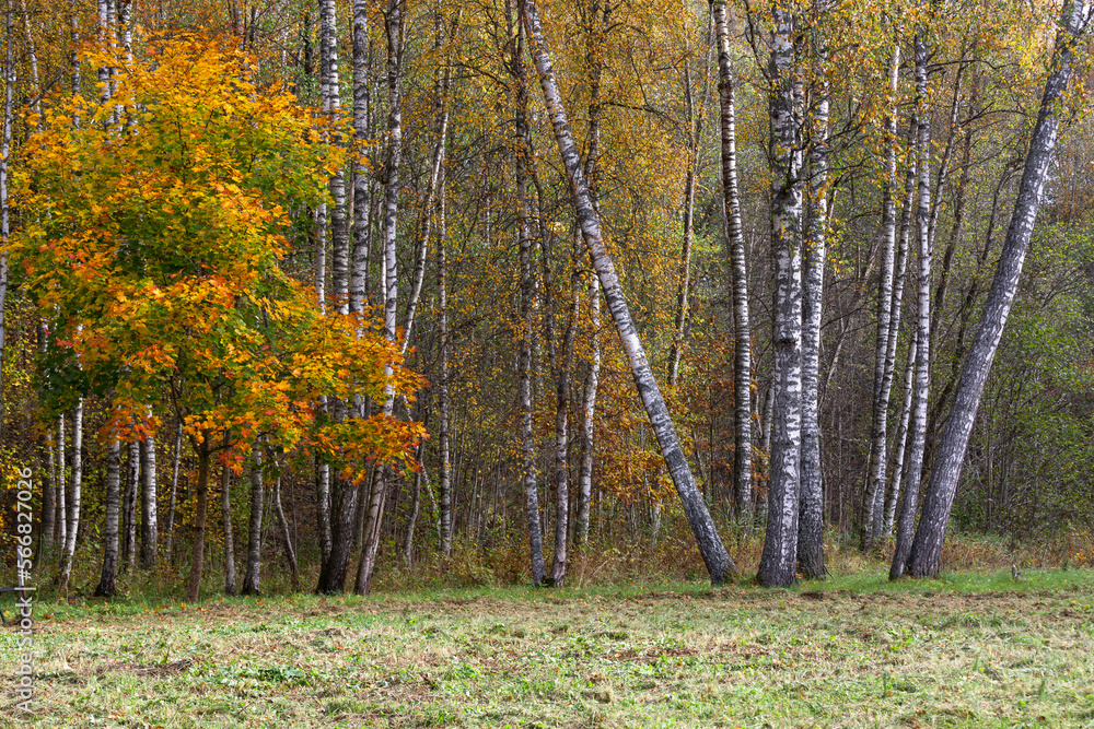 Fototapeta premium Forest in Autumn With Yellow Leaves