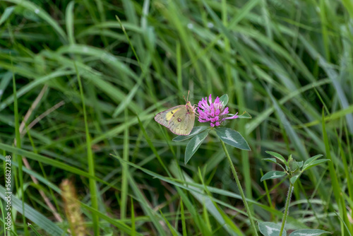 Clouded Or Orange Sulphur Butterfly Feeding On A Red Clover Flower photo