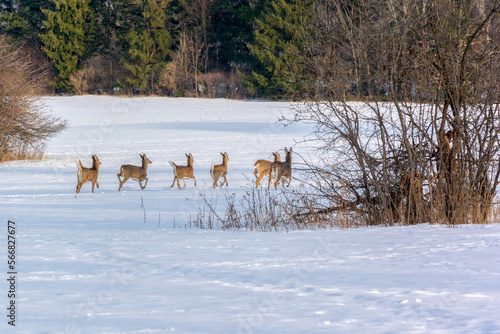 White-tailed Deer Running In The Snow In December