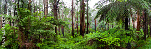 Rainforest In The Dandenong Ranges, Victoria, Australia photo