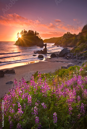 Wildflowers, sea and sunset come together beautifully on the shore of Trinidad Beach, California. photo
