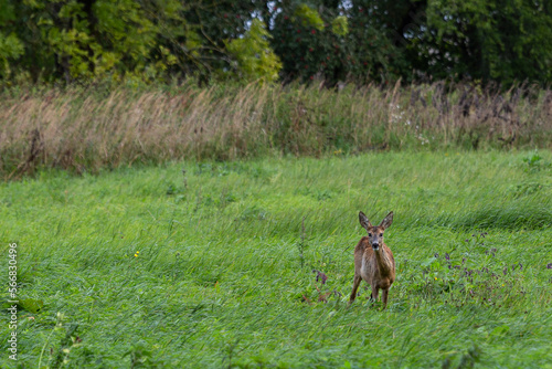 Wallpaper Mural Animals in the open air in fog and twilight Torontodigital.ca