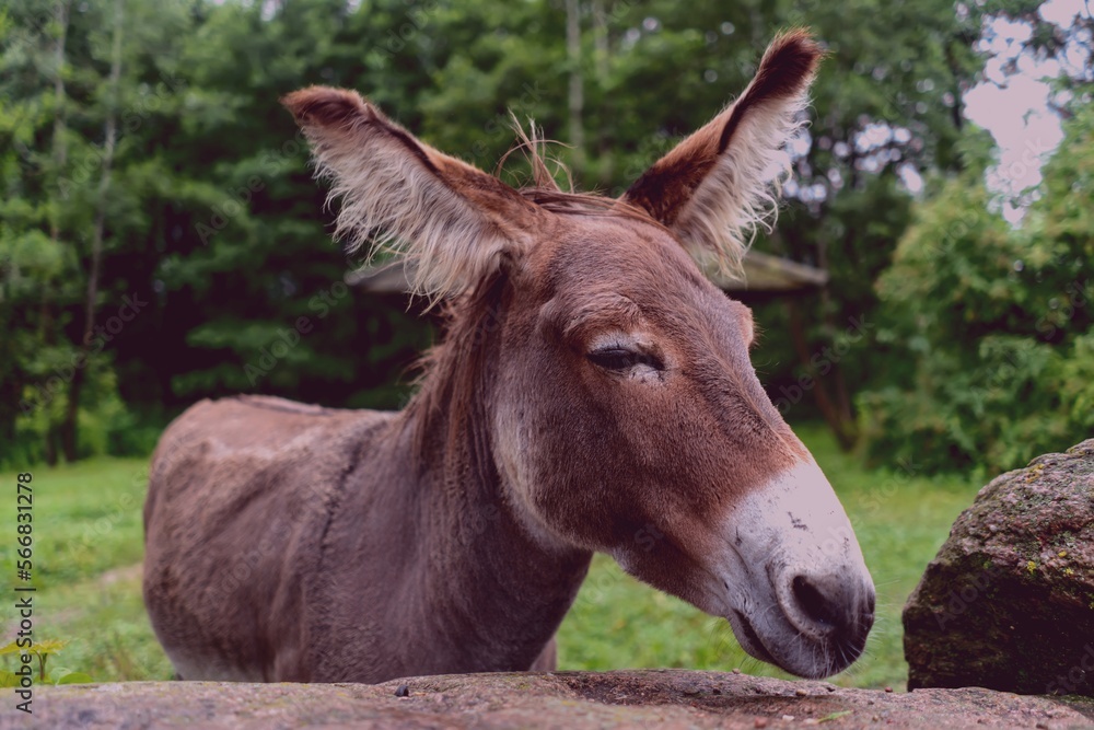 sad bored donkey close-up on the background of nature.