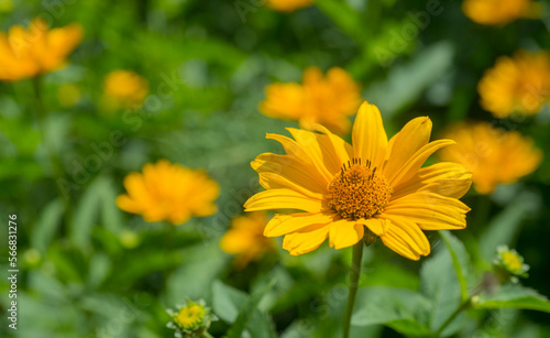 yellow flowers in the garden © serhii
