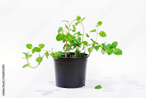 Fresh peppermint herb in a pot. Potted plant Mentha piperita on a white background