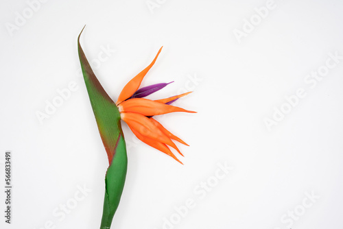 beautiful Strelitzia reginae flower isolated on white background