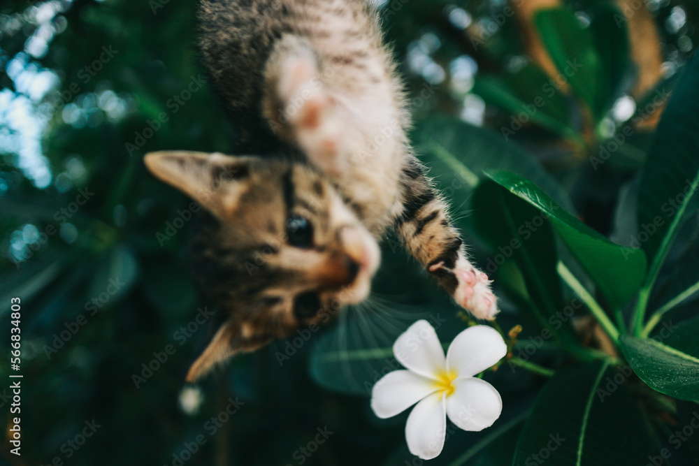 Fototapeta premium cute kitten playing in backyard