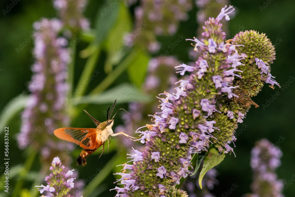 Hummingbird Clearwing Moth - Hemaris thysbe Hummingbird Clearwing Moth - Hemaris thysbe