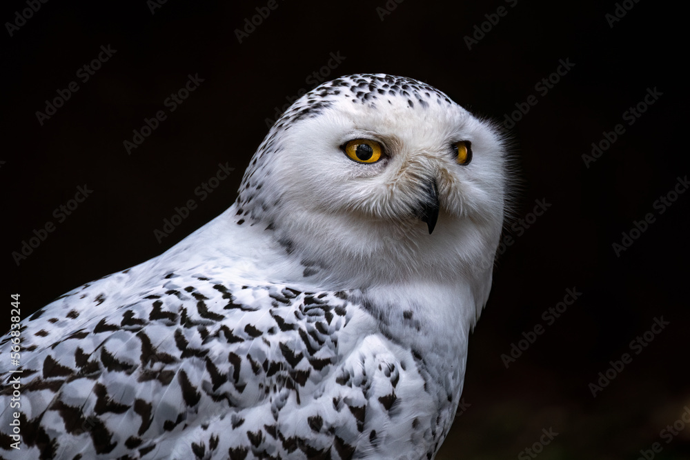 Obraz premium Portrait of a Snowy Owl (Bubo scandiacus)