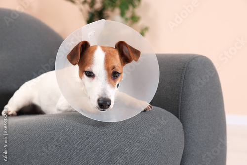 Jack Russell Terrier dog wearing medical plastic collar on sofa indoors