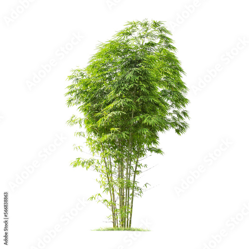 Green bamboo tree isolated on transparent background with clipping path, single bamboo tree with clipping path and alpha channel. are Forest and foliage in summer for both printing and web pages. © Gan