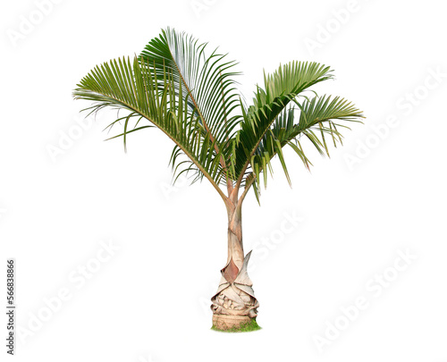 Green palm tree isolated on transparent background with clipping path, single palm tree with clipping path and alpha channel. are Forest and foliage in summer for both printing and web pages.