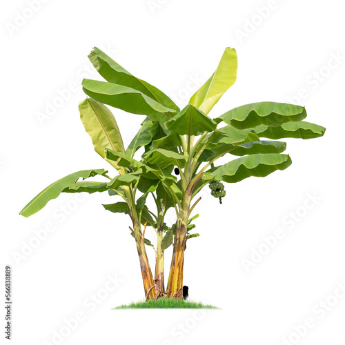 Green banana tree isolated on transparent background with clipping path  single banana tree with clipping path and alpha channel. are Forest and foliage in summer for both printing and web pages.