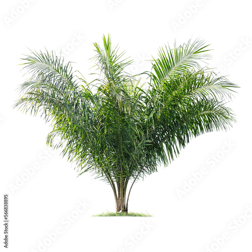 Green palm tree isolated on transparent background with clipping path, single palm tree with clipping path and alpha channel. are Forest and foliage in summer for both printing and web pages. © Gan
