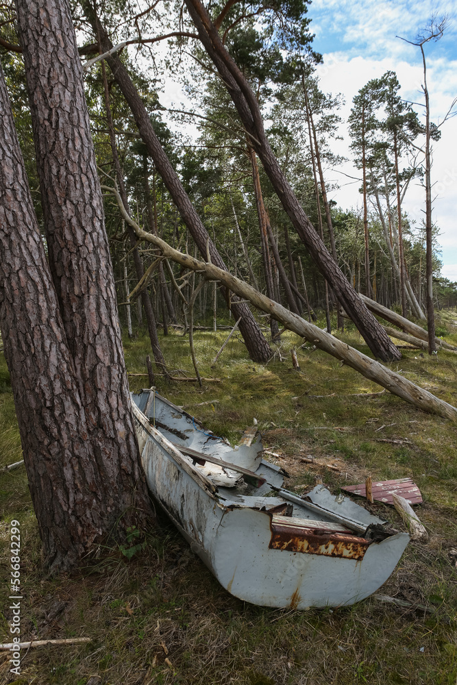 a broken boat in the pines of the seashore a broken boat in the pines of the seashore