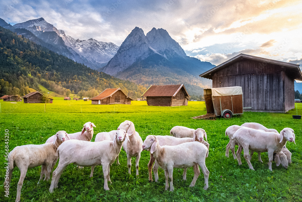 Sheeps and Bavarian alps with rustic farm barns, Garmisch, Bavaria, Germany