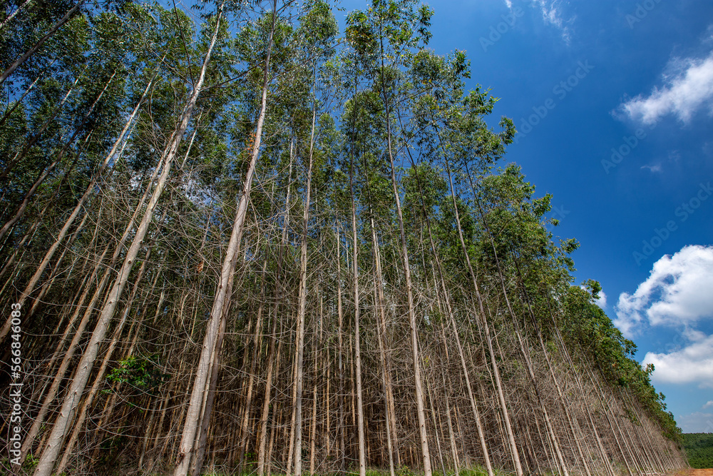 Fototapeta premium Perspective of eucalyptus forests in rational planting for the paper industry in the state of Sao Paulo, Brazil