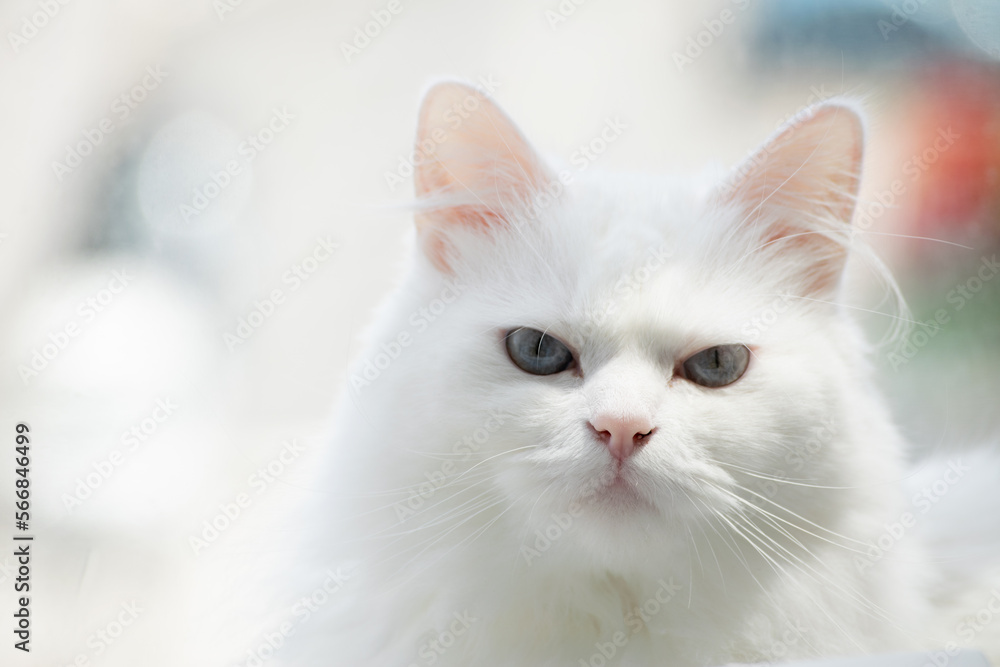 Gato blanco mirando 