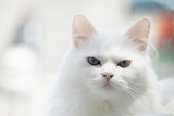 Gato blanco mirando 